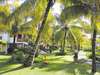 Royal Palm 